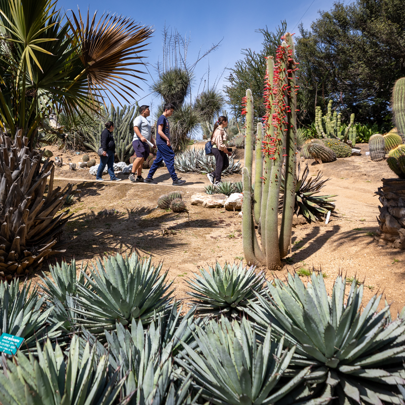 A group walk a trail at the Botanic Gardens at UC Riverside 